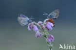 Silver Studded Blue (Plebejus argus)