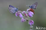 Heideblauwtje (Plebejus argus)