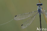 Gewone pantserjuffer (Lestes sponsa)