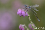 Gewone pantserjuffer (Lestes sponsa)