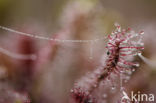 Oblong-leaved Sundew (Drosera intermedia)