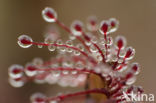 Oblong-leaved Sundew (Drosera intermedia)