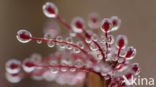 Oblong-leaved Sundew (Drosera intermedia)