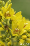 Yellow Loosestrife (Lysimachia vulgaris)