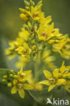 Yellow Loosestrife (Lysimachia vulgaris)