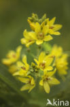 Yellow Loosestrife (Lysimachia vulgaris)