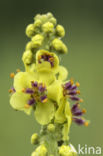 Zwarte toorts (Verbascum nigrum)