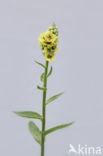 Zwarte toorts (Verbascum nigrum)