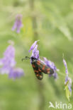 Six-spot Burnet (Zygaena filipendulae)