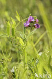 Marsh Pea (Lathyrus palustris)
