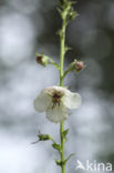 Mottenkruid (Verbascum blattaria)