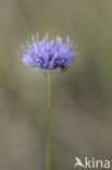 Sheep s-bit (Jasione montana)