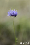 Sheep s-bit (Jasione montana)