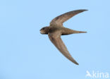 Swift (Apus apus)