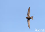 Swift (Apus apus)