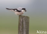 Lesser Grey Shrike (Lanius minor)