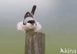 Lesser Grey Shrike (Lanius minor)