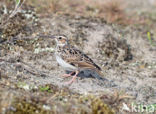 Wood Lark (Lullula arborea)