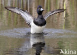 Tufted Duck (Aythya fuligula)