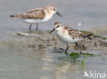 Kleine Strandloper (Calidris minuta)