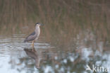 Night Heron (Nycticorax nycticorax)