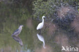 Kwak (Nycticorax nycticorax)