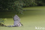 Night Heron (Nycticorax nycticorax)