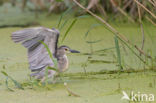 Kwak (Nycticorax nycticorax)