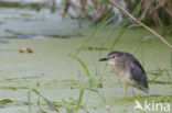 Kwak (Nycticorax nycticorax)