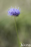 Sheep s-bit (Jasione montana)