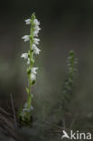 Creeping Lady s-tresses (Goodyera repens)