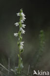 Creeping Lady s-tresses (Goodyera repens)