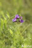 Marsh Pea (Lathyrus palustris)