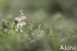 Rond wintergroen