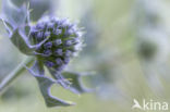 Blauwe zeedistel (Eryngium maritimum)