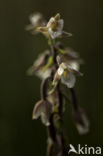 Moeraswespenorchis (Epipactis palustris)