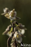 Moeraswespenorchis (Epipactis palustris)