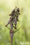 Moeraswespenorchis (Epipactis palustris)