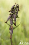 Moeraswespenorchis (Epipactis palustris)
