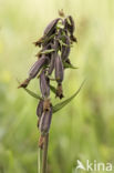 Marsh Helleborine (Epipactis palustris)