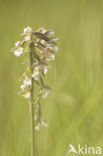 Marsh Helleborine (Epipactis palustris)