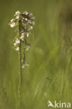 Marsh Helleborine (Epipactis palustris)