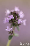 Large Thyme (Thymus pulegioides)