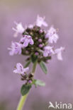 Grote tijm (Thymus pulegioides)