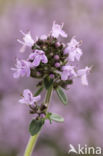 Large Thyme (Thymus pulegioides)