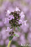 Grote tijm (Thymus pulegioides)