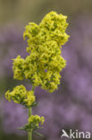 Duinwalstro (Galium verum subsp. maritimum)