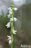 Creeping Lady s-tresses (Goodyera repens)