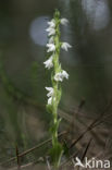 Creeping Lady s-tresses (Goodyera repens)