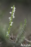 Creeping Lady s-tresses (Goodyera repens)